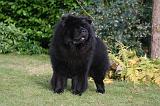 CHOW CHOW 795